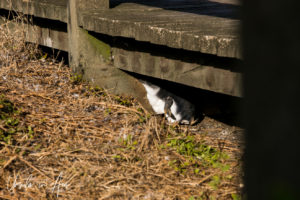 Little Penguin Hiding under the boardwalk at the Nobbies, Phillip Island Australia