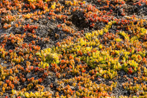 Bird Colony Succulent Herbland, the Nobbies, Phillip Island Australia