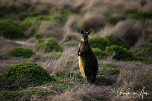 Swamp Wallaby in golden light, Phillip Island Victoria Australia
