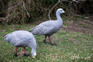 Cape Barren Geese, Penguin Parade, Phillip Island Victoria Australia