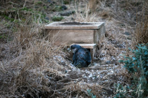 Moulting little penguin outside a box-home, Penguin Parade, Phillip Island Victoria Australia