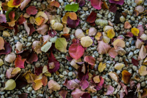 Autumn leaves on gravel, Japanese War Cemetery, Cowra NSW Australia