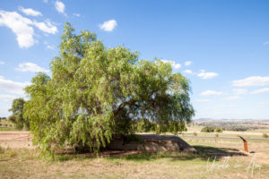 Tree over the ruined foundations of a POW hut, Cowra NSW Australia