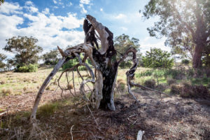 Burned out tree stump, Garrison Walk, Cowra NSW Australia