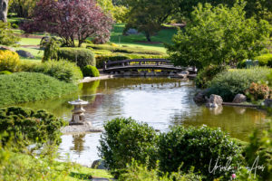 Lake: Japanese Gardens, Cowra NSW