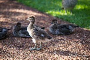 Duckling: Japanese Gardens, Cowra NSW