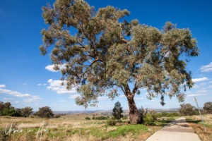 Large tree along Garrison Walk, Cowra NSW Australia