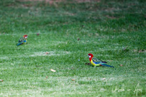 Eastern Rosellas on the grass, Japanese Gardens, Cowra NSW