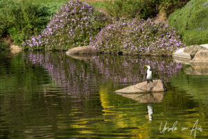 Little Pied Cormorant, , Japanese Gardens, Cowra NSW