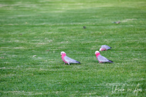 Galahs on the grass, Japanese Gardens, Cowra NSW