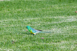 Red-Rumped Parrot on the grass, Japanese Gardens, Cowra NSW