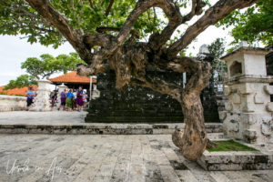 Gnarled Tree in Uluwatu Temple Courtyard, Bali