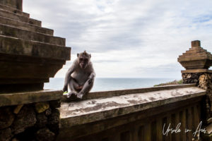Macaque Monkey on the walkway, Uluwatu Temple Bali
