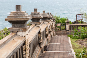 Macaque Monkey on the walkway, Uluwatu Temple Bali