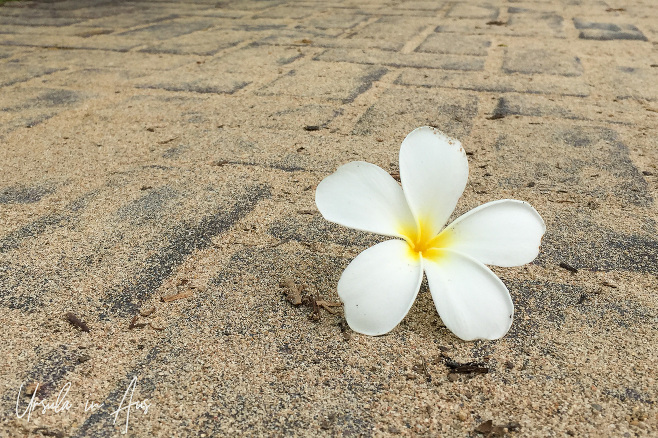 Fallen Frangipani blossom on a sandy path, Sanur, Bali