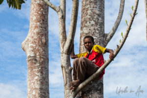 Papuan boy in a large tree, Sepik River PNG