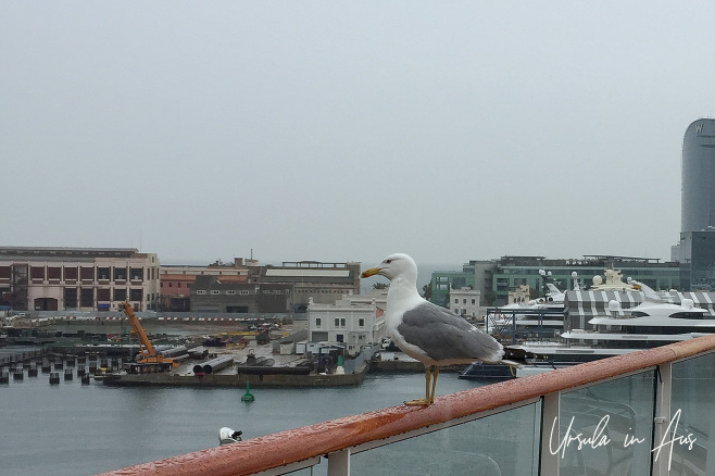 Seagull on a boat railing, Barcelona Harbour
