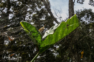 Golden orb in its web, Paiya Village Papua New Guinea