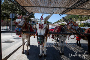 Andalusian Donkeys at a 'taxi' rank, Mijas Pueblo, Spain