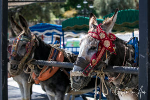 Andalusian Donkeys at a 'taxi' rank, Mijas Pueblo, Spain