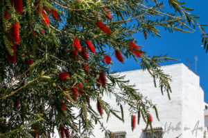 Red Callistemon against a whitewashed building, Mijas Spain