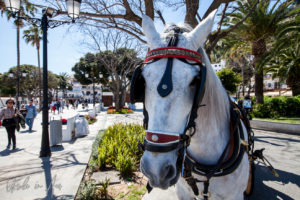 Andalusian Horse in harness, Mijas Pueblo, Spain