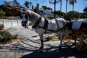 Andalusian Horse in harness, Mijas Pueblo, Spain