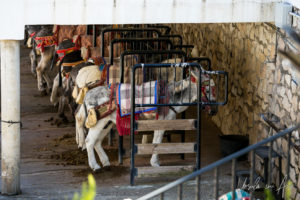Andalusian Donkeys in pens, Mijas Pueblo, Spain