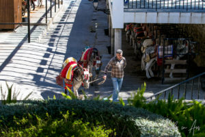 Man leading two Andalusian Donkeys, Mijas Pueblo, Spain