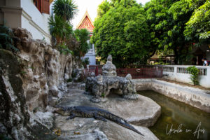 Crocodile in enclosure, Wat Chakrawatrachawat Woramahawihan, Bangkok Thailand