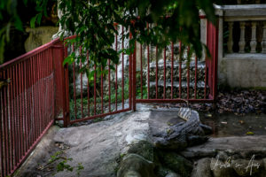 Crocodile in enclosure, Wat Chakrawatrachawat Woramahawihan, Bangkok Thailand