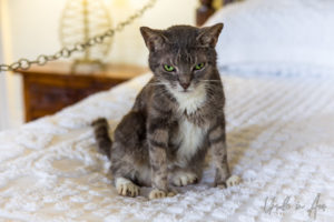 Six Toed Cat in the Hemingway House, Key West Florida USA