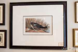 Mounted Audubon illustration of an American Coot, Audubon House, Key West Florida USA