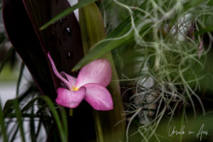 Close-up: Pink Frangipani blossom and Spanish Moss, Key West Florida USA