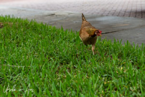 Chicken on the grass, Key West Florida USA