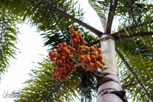 Cluster of Orange Fruit on a palm, Key West Florida USA