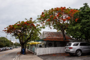 Flowering royal poinciana trees and the Six Toed Cat Cafe, Key West