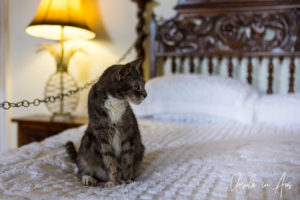 Six Toed Cat in the Hemingway House, Key West Florida USA