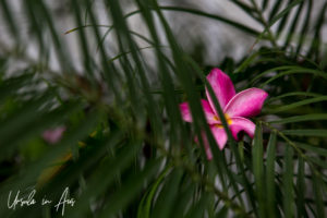 Close-up: Pink Frangipani blossom and fern leaves, Key West Florida USA