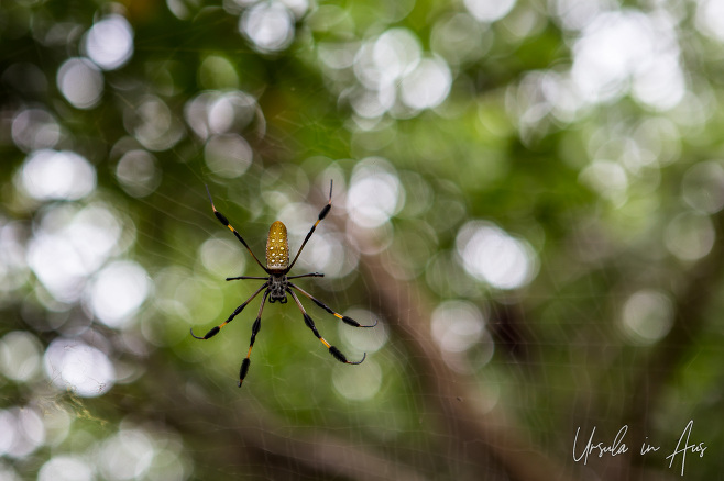 Closeup: Golden Silk Orb-Weaver, Crane Point, Marathon Key, Florida USA