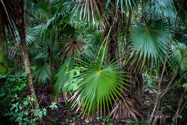Florida thatch palm leaves, Crane Point Museum and Nature Centre, Marathon Key, Florida USA