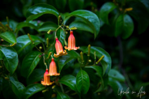 Orange bell flowers a glossy bush, Crane Point, Marathon Key, Florida USA