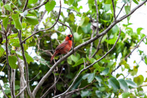 Northern Cardinal, Crane Point, Marathon Key, Florida USA