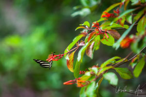 Zebra Longwing Butterfly on a firebush, Crane Point Museum and Nature Centre, Marathon Key, Florida USA