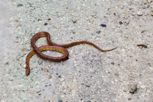 Rosy Rat Snake, Crane Point Museum and Nature Centre, Marathon Key, Florida USA