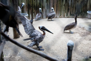 Brown Pelicans, Crane Point Museum and Nature Centre, Marathon Key, Florida USA