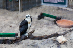 Western Osprey, Crane Point Museum and Nature Centre, Marathon Key, Florida USA