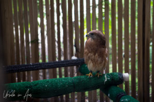 Red-Shouldered Hawk, Crane Point Museum and Nature Centre, Marathon Key, Florida USA