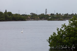 An egret in the waters of Florida Bay, Crane Point, Marathon Key, Florida USA