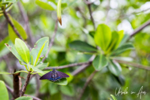 Mangrove skipper butterfly, Crane Point, Marathon Key, Florida USA